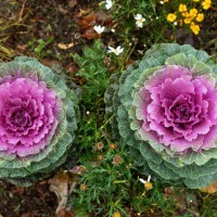 October 2019, Brandenburg, Bernau: Drops of water collected during the rain in the blossom of an ornamental cabbage growing in the city park. The...