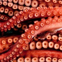 octopus for sale at tsukiji market - food stock pictures, royalty-free photos & images