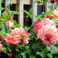 old-fashioned gorgeous dahlias - garden decoration stock pictures, royalty-free photos & images