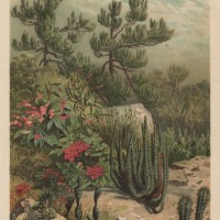 old chromolithograph illustration of euphorbiaceae - garden decoration stock pictures, royalty-free photos & images