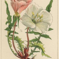 old chromolithograph illustration of botany, large-flowered evening-primrose or redsepal evening primrose (oenothera teraxacifora) - garden decoration stock pictures, royalty-free photos & images