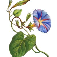 old chromolithograph illustration of botany, the common morning-glory, tall morning-glory, or purple morning glory (ipomoea purpurea) - garden decoration stock pictures, royalty-free photos & images