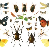 old chromolithograph illustration of sexual dimorphism within insects - garden decoration stock pictures, royalty-free photos & images