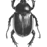 old chromolithograph of entomology, beetle - megalosoma anubis - garden decoration stock pictures, royalty-free photos & images