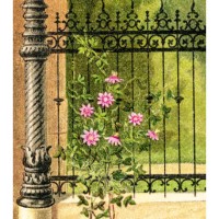 old chromolithography illustration of climbing plants, passiflora (passion flowers) - garden decoration stock pictures, royalty-free photos & images