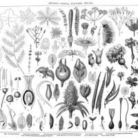 old engraved illustration of a botany - leaves, flowers, fruits. antique illustration, popular encyclopedia published 1894. copyright has expired on this artwork - garden decoration stock pictures, royalty-free photos & image