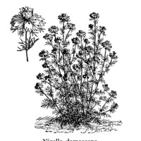 old engraved illustration of botany, love-in-a-mist or devil in the bush (nigella damascena) an annual garden flowering plant, belonging to the buttercup family ranunculaceae - garden decoration stockfoto's en -beelden