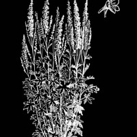 old engraved illustration of botany, alpine delphinium or candle larkspur (delphinium elatum), flowering plant in the buttercup family ranunculaceae - garden decoration stockfoto's en -beelden