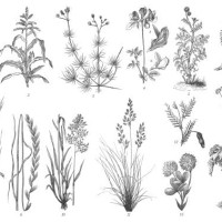 old engraved illustration of botany, forage plants - garden decoration stock pictures, royalty-free photos & images