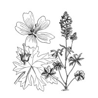 old engraved illustration of botany, malva spicata l. - garden decoration stock pictures, royalty-free photos & images