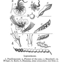old engraved illustration of types and shapes of flowers, legume, pea, or bean family (fabaceae or leguminosae) - garden decoration stock pictures, royalty-free photos & images