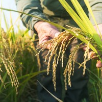 old man checking ripe rice in autumn - food stock pictures, royalty-free photos & images
