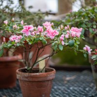 old terracotta pots with azalea shrubs blooming with pink flowers cultivated in orangery, greenhouse in winter - garden decoration stock pictures, royalty-free photos & images