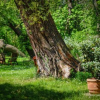 old tree with flower pots - garden decoration stock pictures, royalty-free photos & images