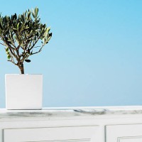 olive tree - garden decoration stock pictures, royalty-free photos & images