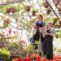 on a ladder in greenhouse taking care of a plants - garden decoration stock pictures, royalty-free photos & images