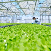 one asia female researcher bending over examining plant - food stock pictures, royalty-free photos & images