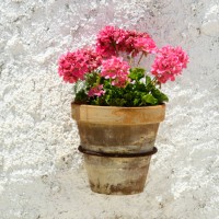 one flower pot (geranium), hanging on a white wall background illuminated by sunlight - garden decoration stock pictures, royalty-free photos & images