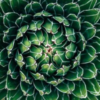 open agave succulent plant leaves, directly above view - garden decoration stock pictures, royalty-free photos & images