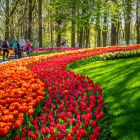 orange and red tulips in a park - garden decoration stock pictures, royalty-free photos & images