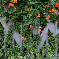 orange flowers blooming on a shrub wall - garden decoration stock pictures, royalty-free photos & images