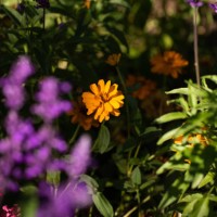 orange flowers in a lush garden - garden decoration stock pictures, royalty-free photos & images
