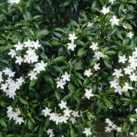 orange jessamine, murraya paniculate white flower blooming in garden nature backgroun - garden decoration stock pictures, royalty-free photos & images