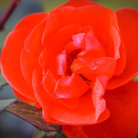 orange rose - bold colors - garden decoration stock pictures, royalty-free photos & images