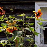 orange sunflowers near the house in the garden. - garden decoration stock pictures, royalty-free photos & images