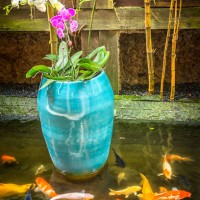 orchids in a blue pot in a carp pond - garden decoration stock pictures, royalty-free photos & images