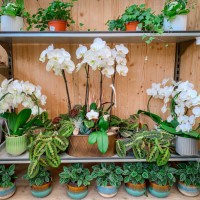 orchids in full bloom onthe shelf. - garden decoration stock pictures, royalty-free photos & images