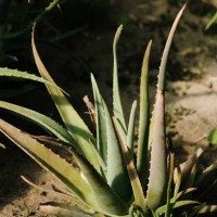organic aloe vera with sharp leaves, containing polysaccharide gel, growing under sun, cultivating in botanical garden. - garden decoration stock pictures, royalty-free photos & images