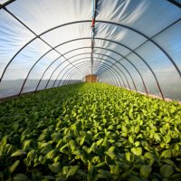 organic greenhouse - food stock pictures, royalty-free photos & images