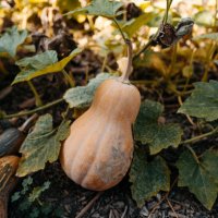 organic squash field - garden decoration stockfoto's en -beelden