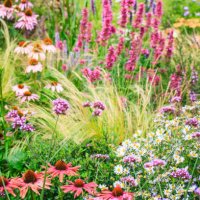 ornamental garden with mixed borders - garden decoration stock pictures, royalty-free photos & images