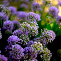 ornamental onion - garden decoration stock pictures, royalty-free photos & images