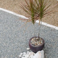 ornamental plants with rock on gravel decor around the home - garden decoration stock pictures, royalty-free photos & images