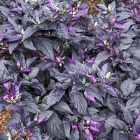 ornamental purple pepper plants in flower bed - garden decoration stock pictures, royalty-free photos & images