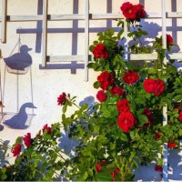 our garden - garden decoration stock pictures, royalty-free photos & images