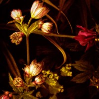 our garden painted with light - garden decoration stock pictures, royalty-free photos & images