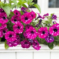 outdoor wooden planter window flower box with pretty pink petunia flowers with white speckles - garden decoration stockfoto's en -beelden
