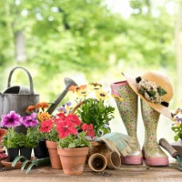 outils de jardin et fond de fleurs de source - garden decoration photos et images de collection