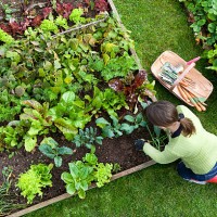 overhead shot of woman digging in a vegetable garden - food stock pictures, royalty-free photos & images