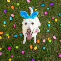 overhead view of a white german shepherd sitting on a lawn surrounded by colourful easter eggs - garden decoration stockfoto's en -beelden