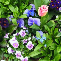 overhead view of spring flowerbed - garden decoration stock pictures, royalty-free photos & images