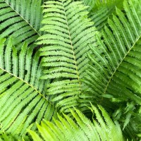 oversized fiddlehead ferns in the late spring garden - garden decoration stockfoto's en -beelden