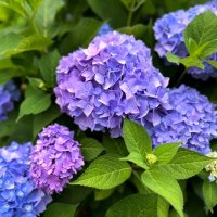 oversized fresh purple hydrangea blooms - garden decoration stock pictures, royalty-free photos & images