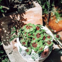 oxalis tetraphylla; four-bladed - garden decoration stockfoto's en -beelden