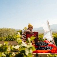 packing up harvested grapes - food stock pictures, royalty-free photos & images