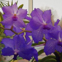 painterly photograph: purple orchids in a greenhouse - garden decoration stock pictures, royalty-free photos & images